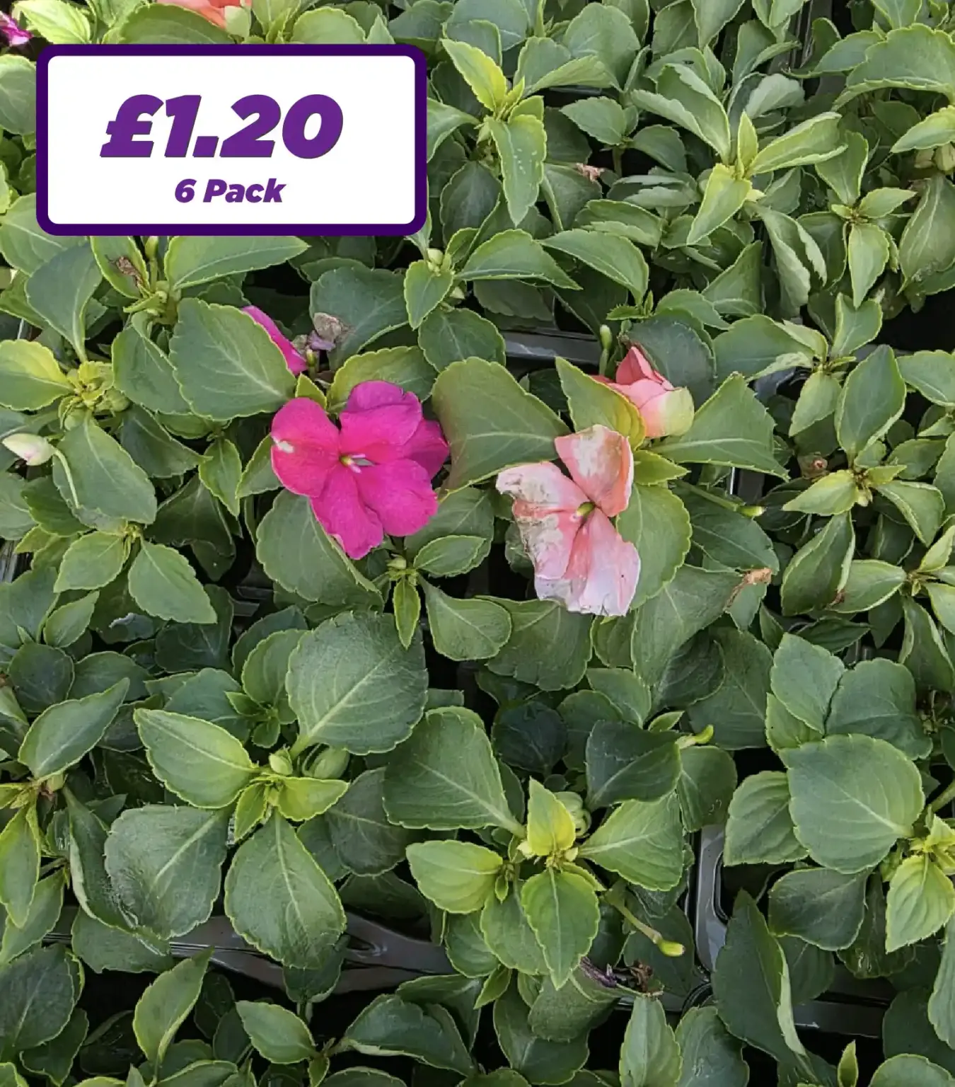 Busy Lizzie Impatiens - 6 Pack