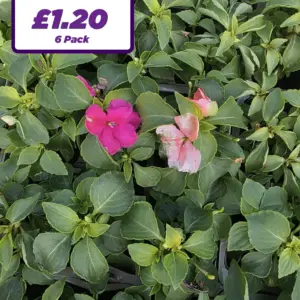 Busy Lizzie Impatiens - 6 Pack