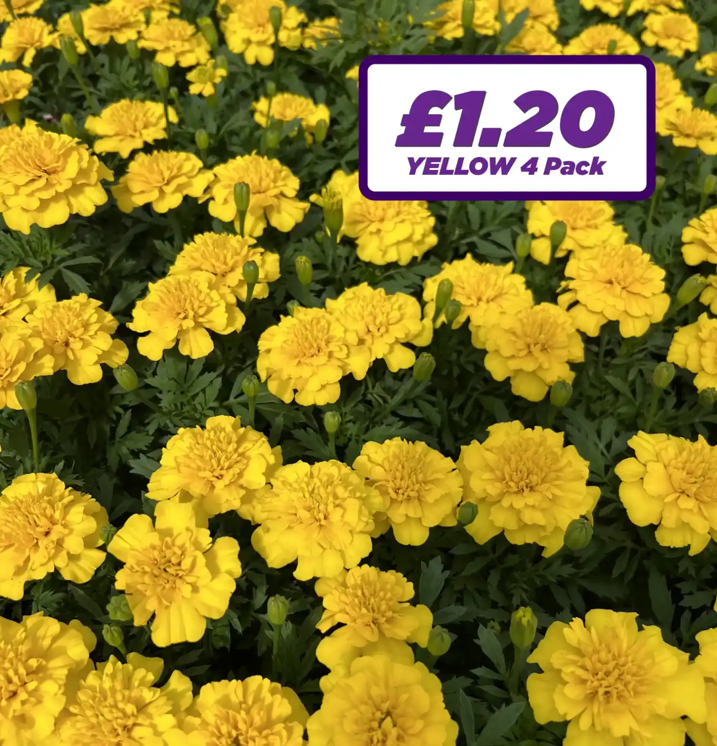 French Marigold - Yellow - 4 Pack