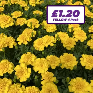 French Marigold - Yellow - 4 Pack