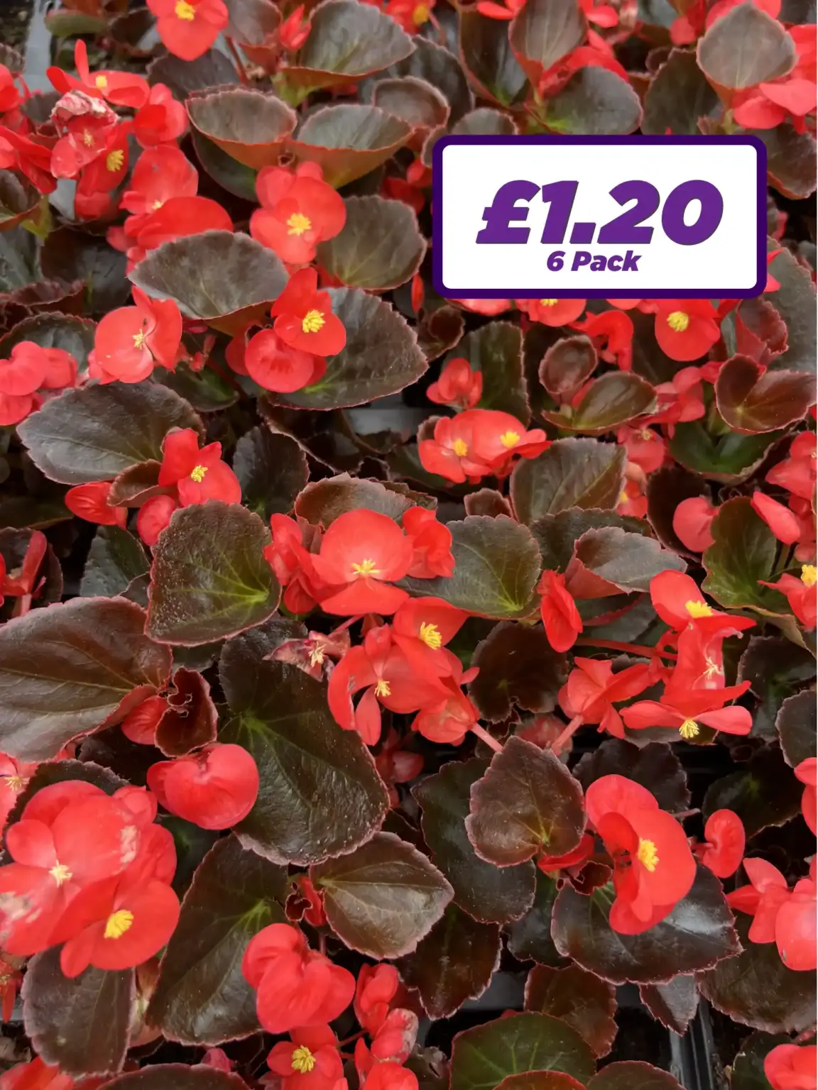 Begonia Semps - Red - 6 Pack
