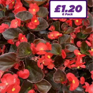 Begonia Semps - Red - 6 Pack