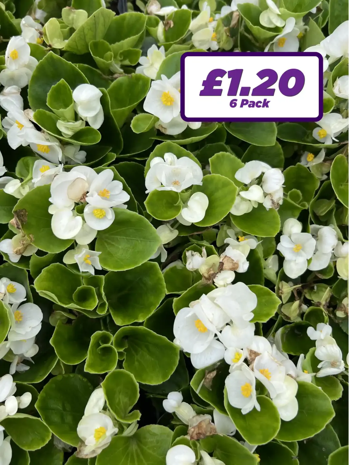 Begonia Semps - White - 6 Pack