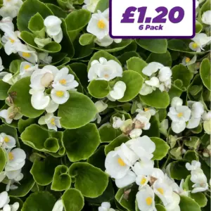 Begonia Semps - White - 6 Pack