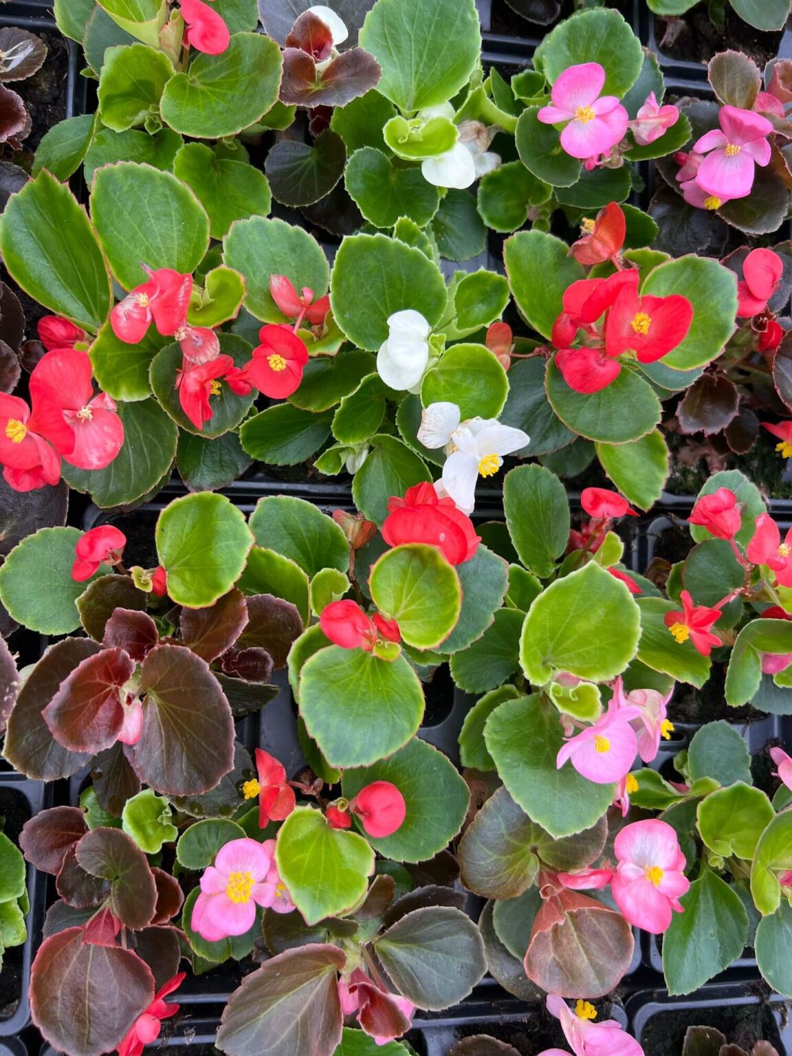 Begonia Semps – Mixed – 6 Pack