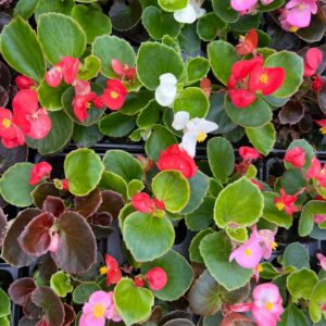 Begonia Semps – Mixed – 6 Pack