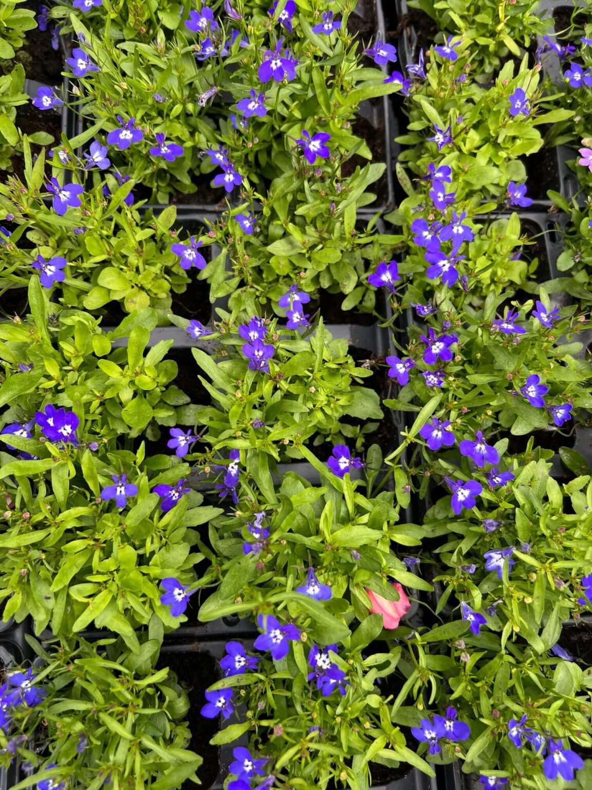 Lobelia - Blue - 6 Pack