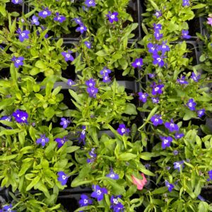 Lobelia - Blue - 6 Pack