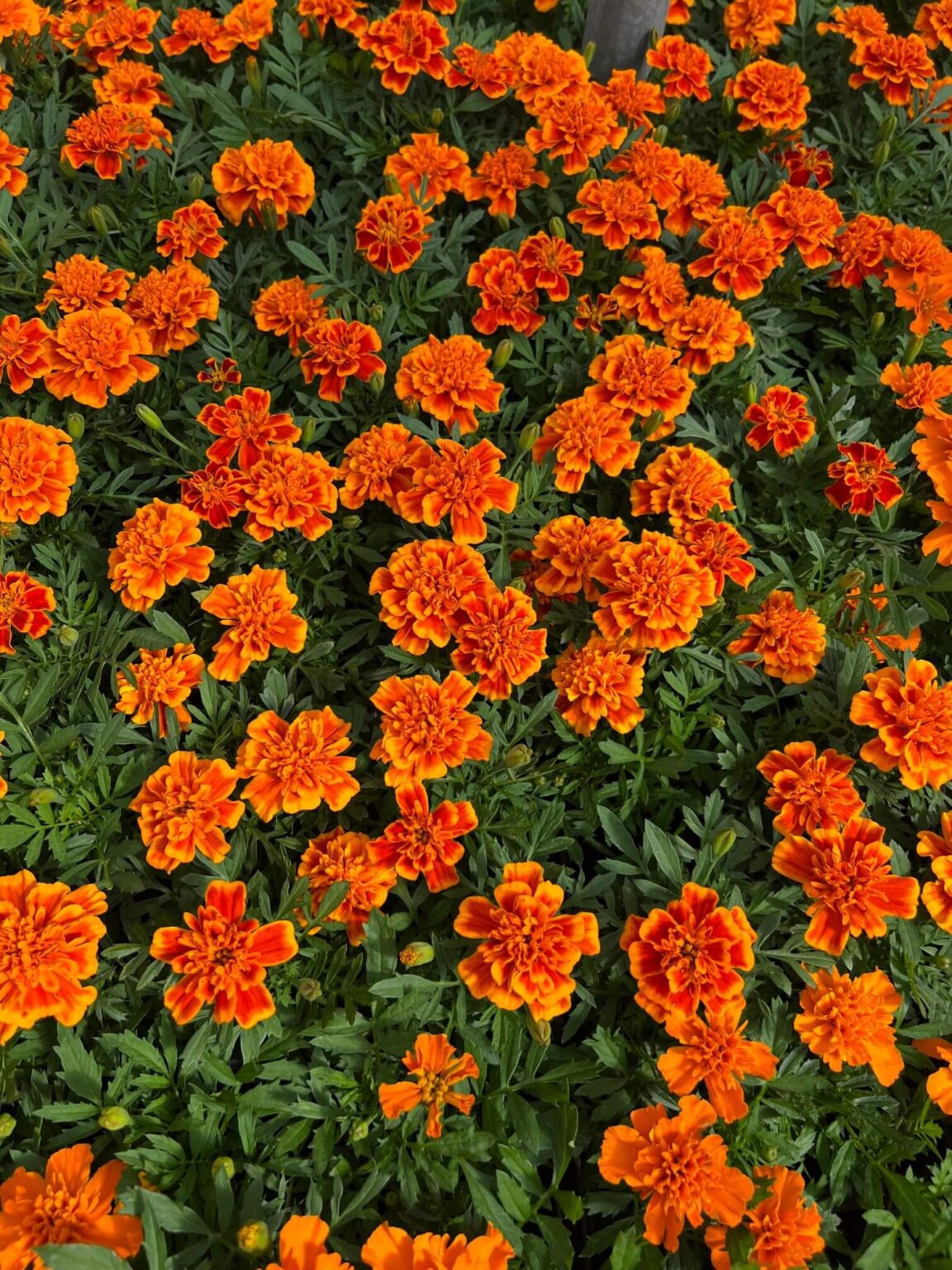 French Marigold - Orange - 4 Pack