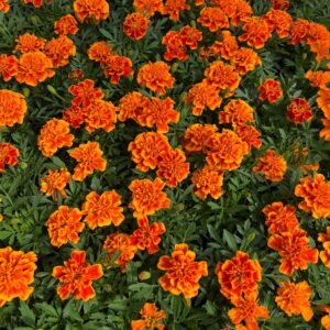 French Marigold - Orange - 4 Pack