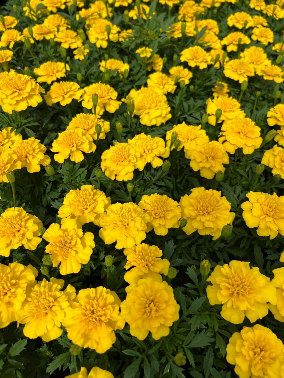 French Marigold - Yellow - 4 Pack