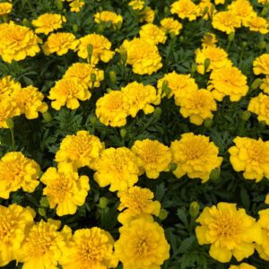French Marigold - Yellow - 4 Pack