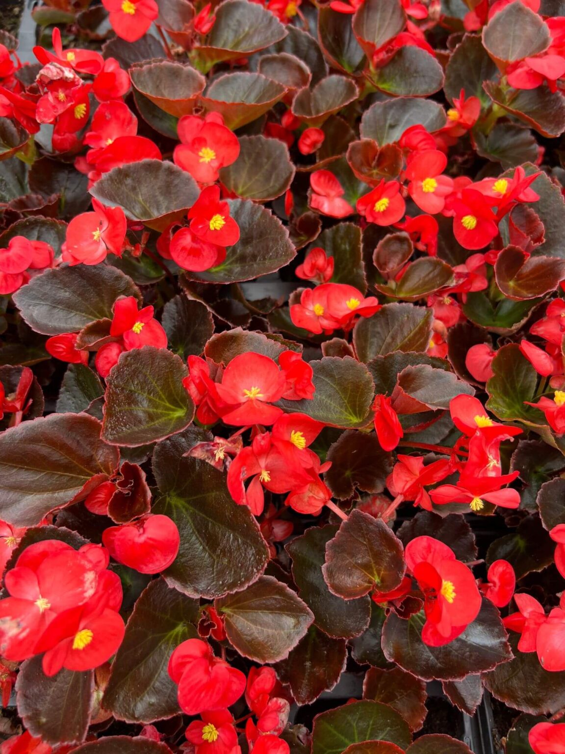 Begonia Semps - Red - 6 Pack