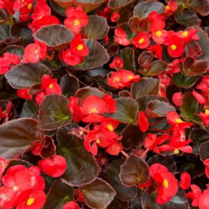 Begonia Semps - Red - 6 Pack