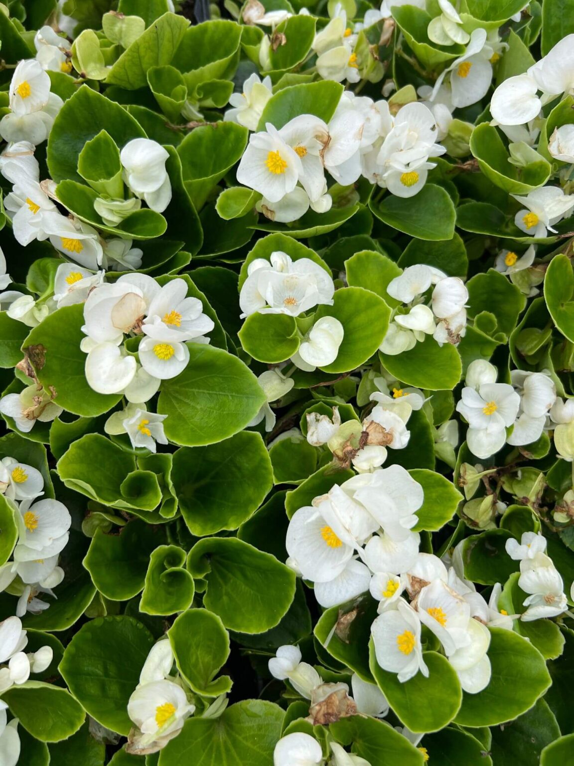 Begonia Semps - White - 6 Pack