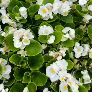 Begonia Semps - White - 6 Pack