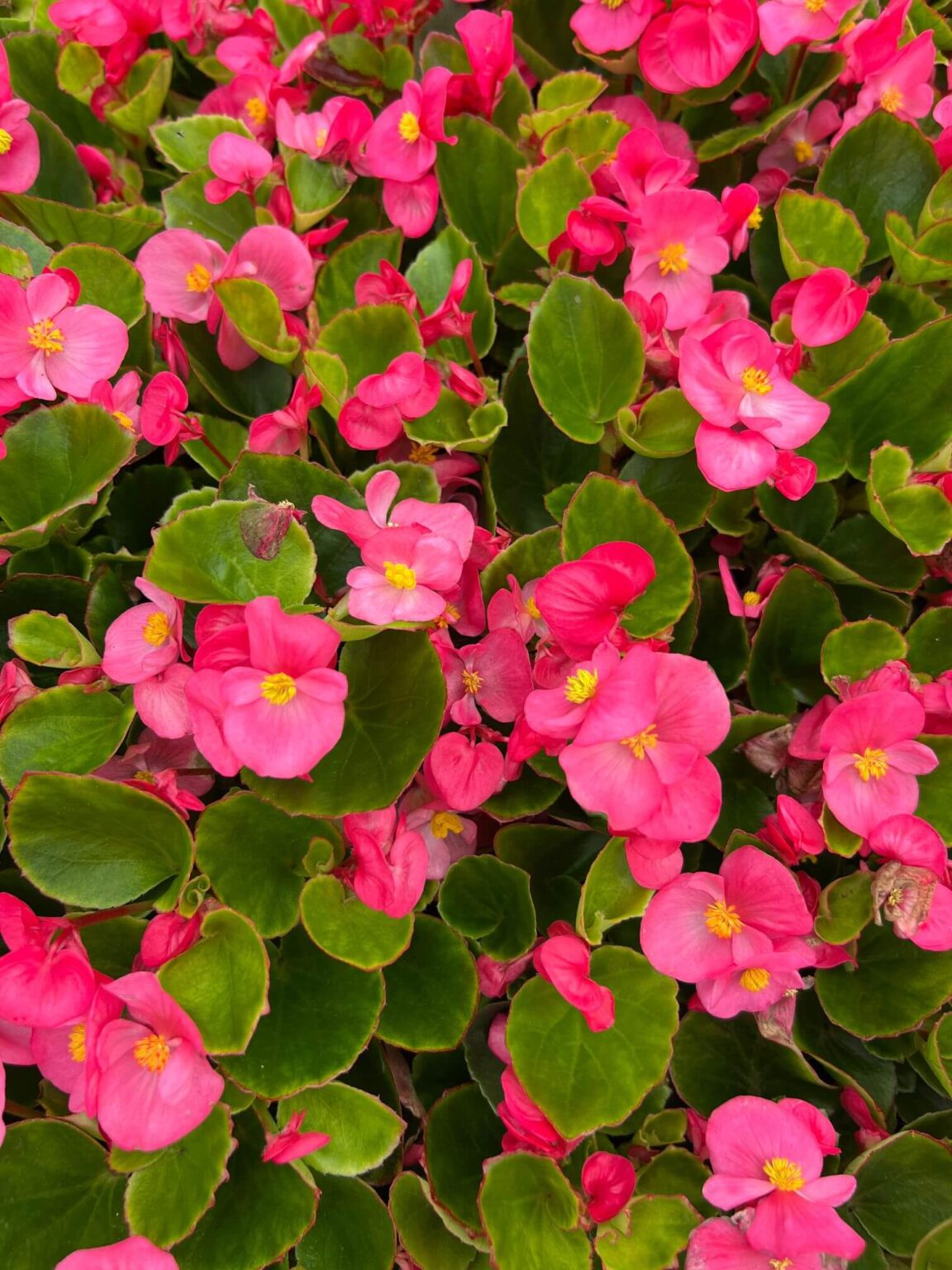 Begonia Semps – Pink – 6 Pack
