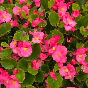 Begonia Semps – Pink – 6 Pack