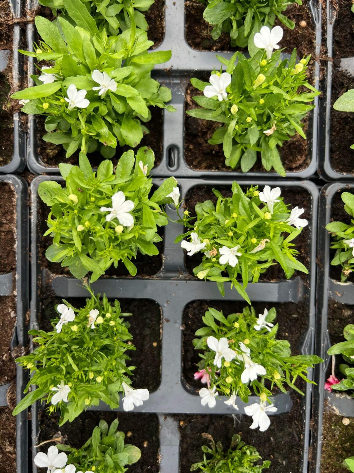 Lobelia - White - 6 Pack