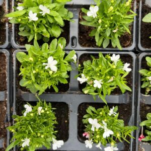 Lobelia - White - 6 Pack