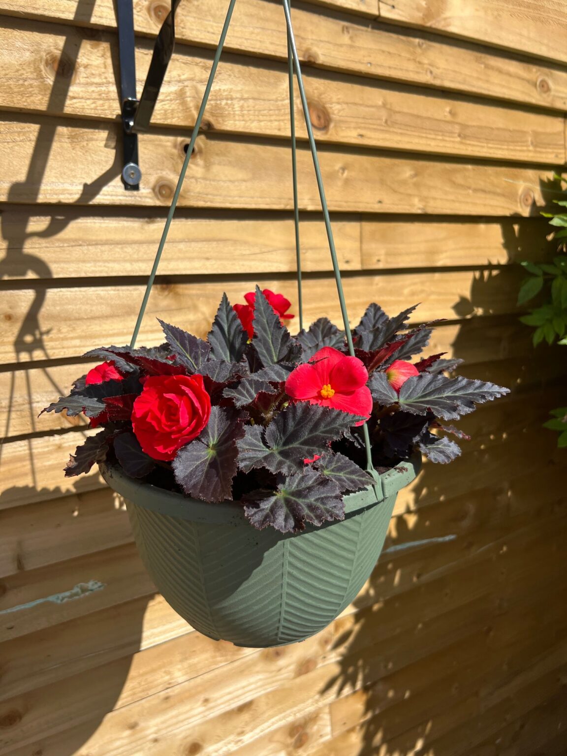 30cm Begonia Basket