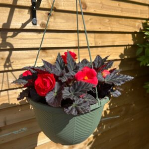 30cm Begonia Basket